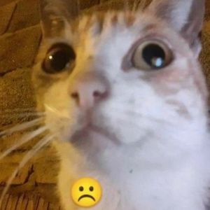 Meet your Posher, Carlie